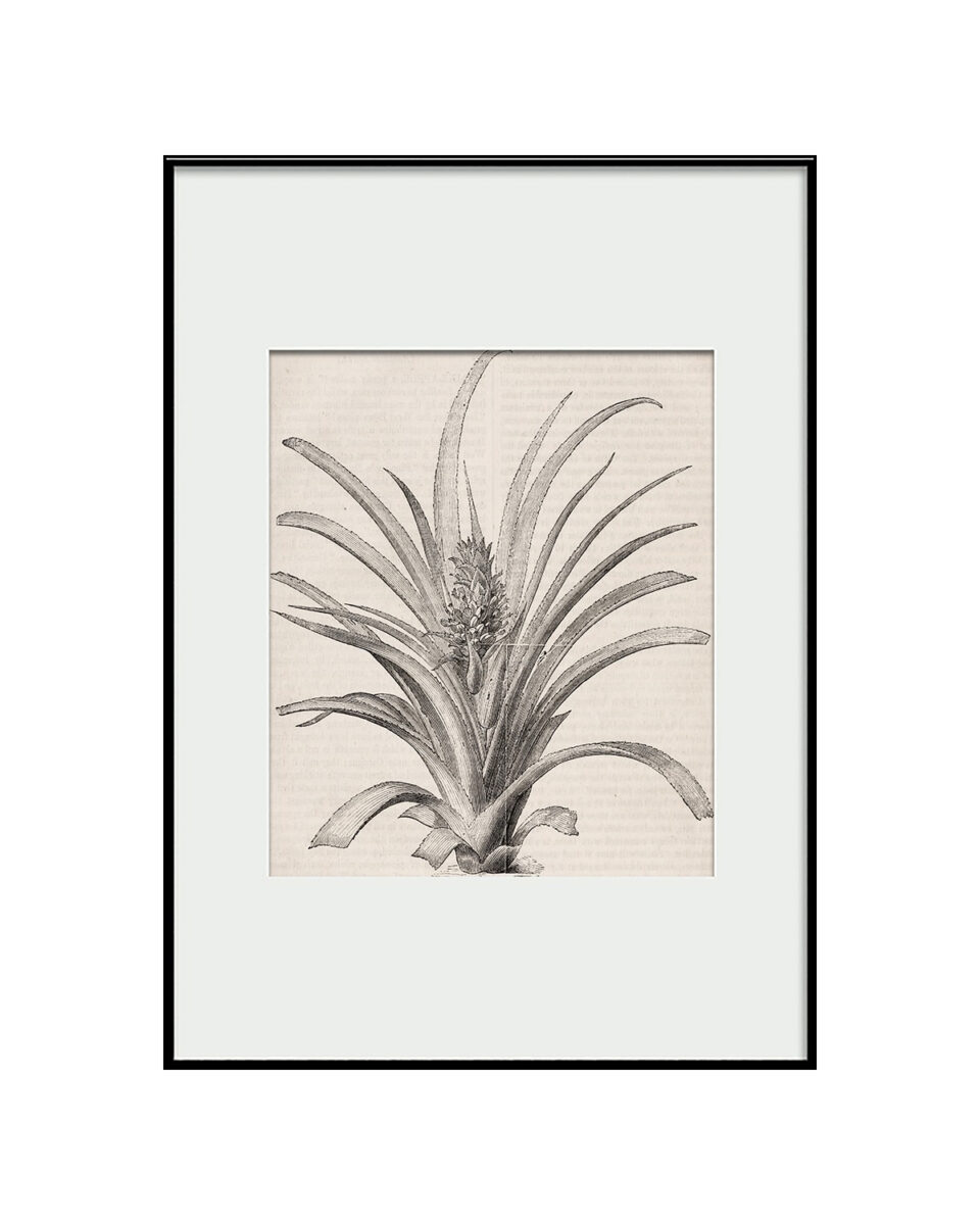 pineapple-960x1200