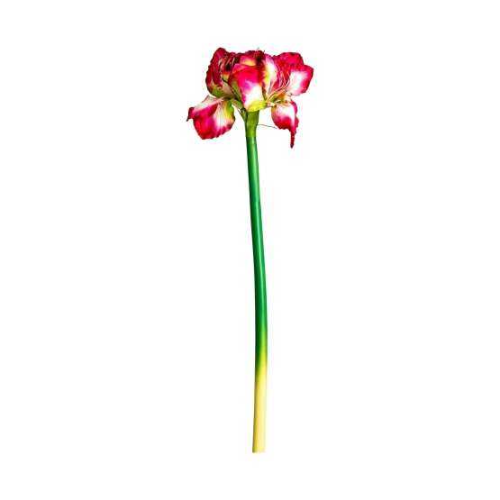 Цветок AMARYLLIS цвет фуксии — изображение 2