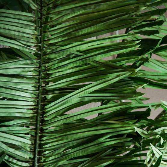 Пальма PALMERA — изображение 2