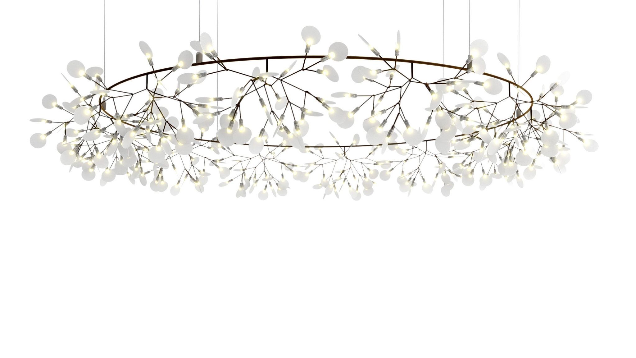 heracleum_cirkle_bigo