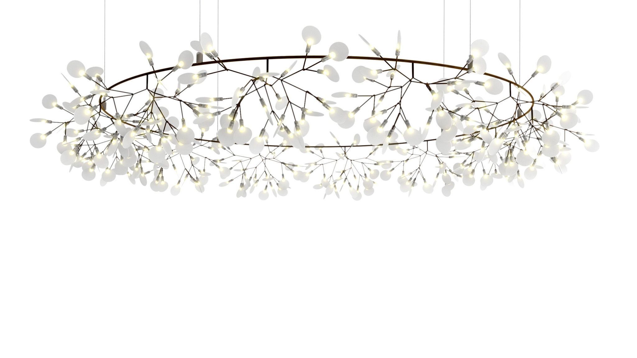 heracleum_cirkle_bigo