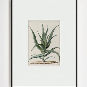 Интерьерный постер "Аloe"