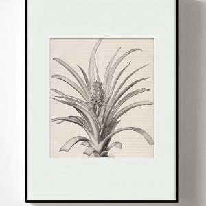 Интерьерный постер “Pineapple”